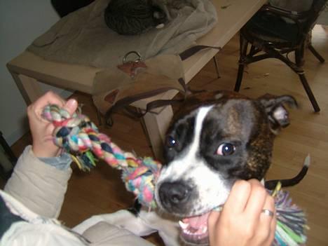 Amerikansk staffordshire terrier Malou - Giv mig så mit tov! billede 2