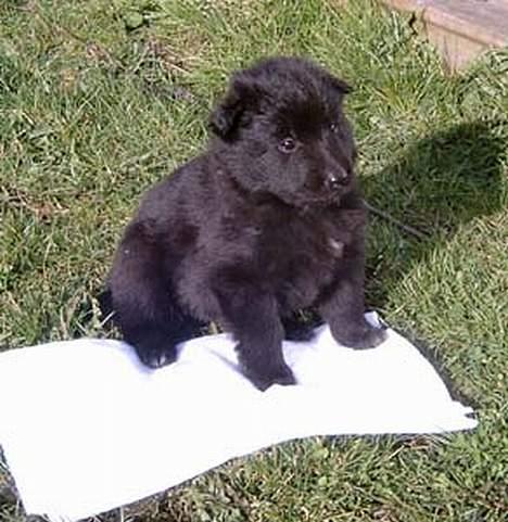 Groenendael De Fait Ami Athena - Athena er her 4 uger gammel :-) billede 2