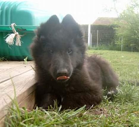 Groenendael De Fait Ami Athena - Athena 9 uger billede 3