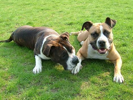 Amerikansk staffordshire terrier Malou - Hey ska vi ik dele din godbid? billede 3