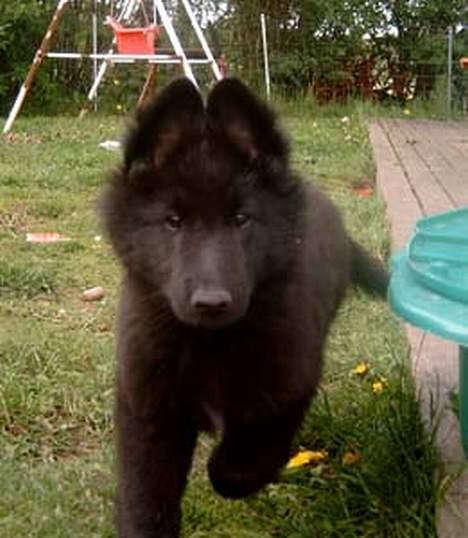 Groenendael De Fait Ami Athena - En meget nysgerrig Athena billede 4