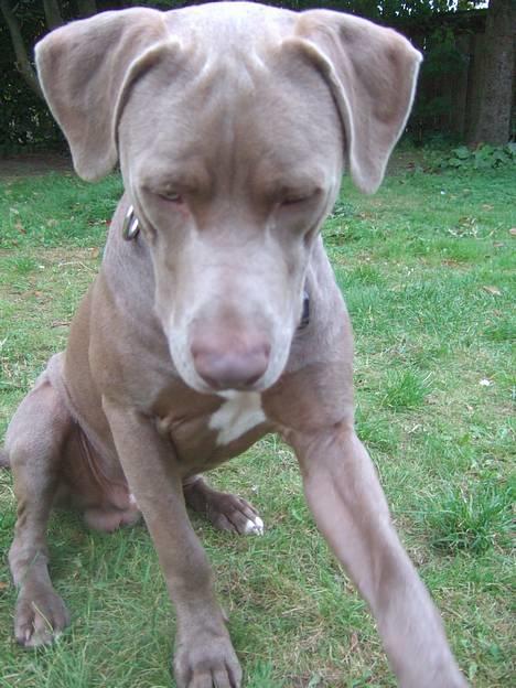 Amerikansk staffordshire terrier Cody billede 11