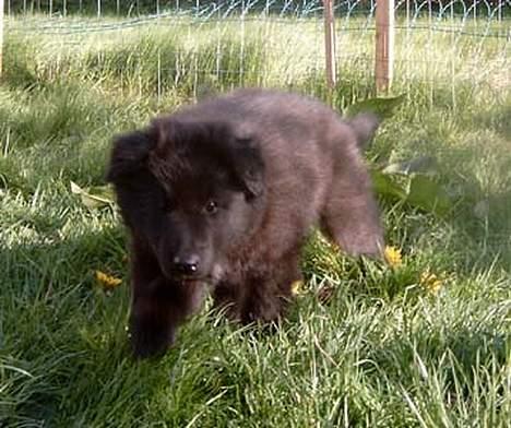 Groenendael De Fait Ami Athena - Athena på farten - 6 uger billede 5