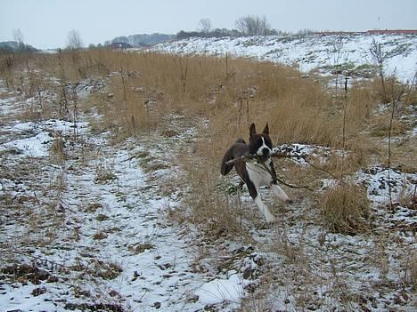 Amerikansk staffordshire terrier Malou - Wiiiiiiiii her kommer jeeeeeg! billede 4