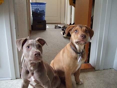 Amerikansk staffordshire terrier Cody - Ja... vi er brødre... kan man ikke se det!? billede 12