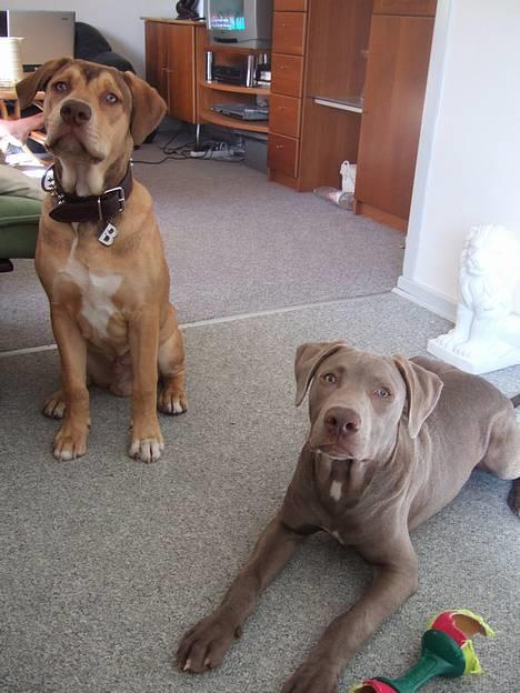 Amerikansk staffordshire terrier Cody - er vi ikke søde!!? billede 13