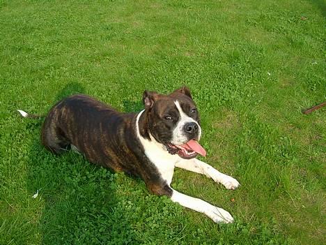 Amerikansk staffordshire terrier Malou billede 5