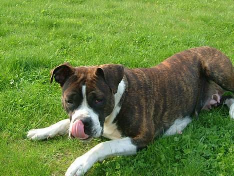 Amerikansk staffordshire terrier Malou - MUMS! billede 6