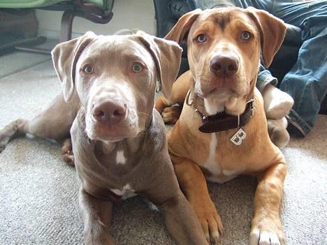 Amerikansk staffordshire terrier Cody - Mig og min bedste ven og bror Bisse billede 14