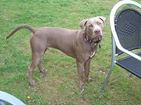 Amerikansk staffordshire terrier Cody billede 15