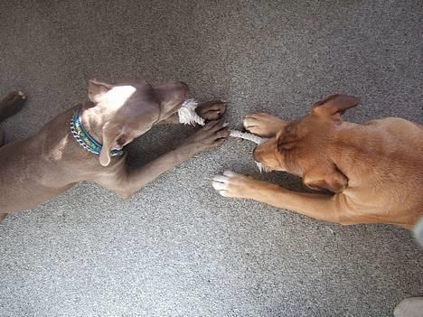 Amerikansk staffordshire terrier Cody - giv mig den så....! billede 16