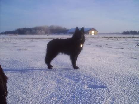 Groenendael Saragossa Ax av Nangijala billede 1