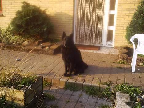 Groenendael Saragossa Ax av Nangijala billede 2