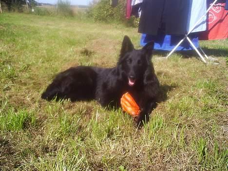 Groenendael Saragossa Ax av Nangijala billede 3