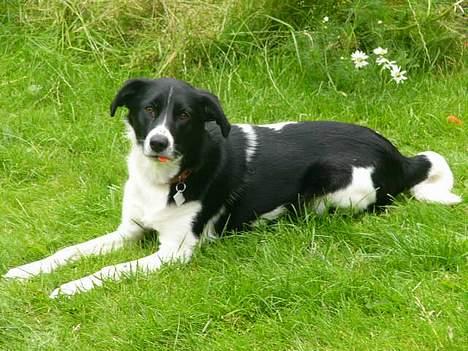 Blanding af racer Malou billede 1