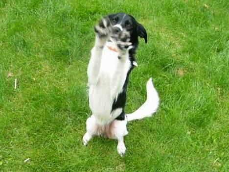 Blanding af racer Malou - Hvis jeg ska have poterne længere op så vælter jeg bare..... billede 2