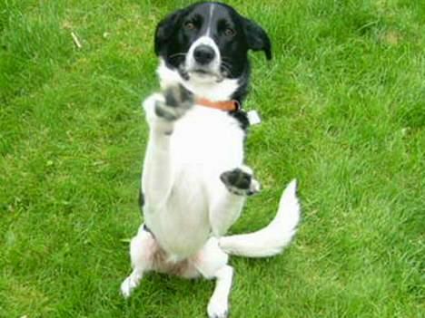 Blanding af racer Malou - Du må ikke skyde mig... billede 3