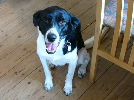 Blanding af racer Malou billede 4