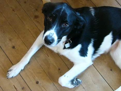 Blanding af racer Malou billede 5