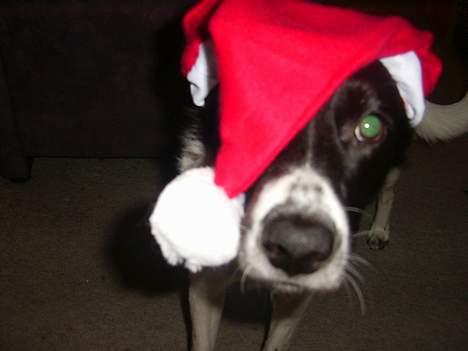 Blanding af racer Malou - Nu det jul igen jubiii... billede 6