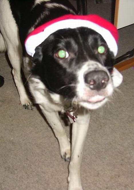 Blanding af racer Malou billede 7