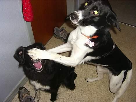 Blanding af racer Malou - Mig og min afdøde søster Trunte... billede 8