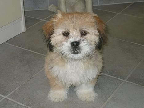 Lhasa apso Molly  - Molly stiller sig an. billede 2