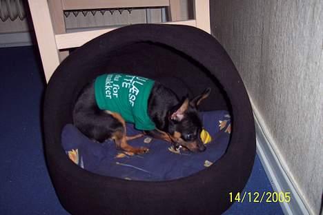 Russisk toy terrier Luna - Nu er jeg i mit eget hyggelige hjem :-) billede 5