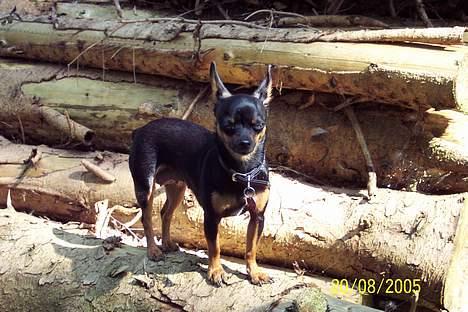 Russisk toy terrier Luna - på skovtur billede 10