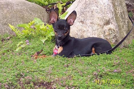 Russisk toy terrier Luna - Jeg ligner Sfinks billede 13