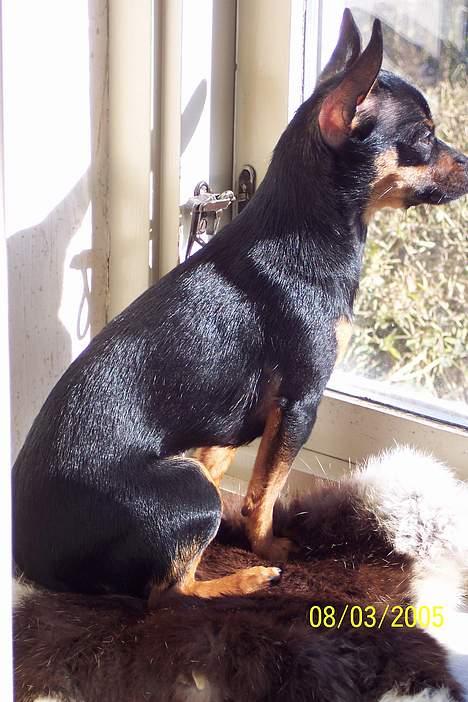 Russisk toy terrier Luna - Hvornår mon familien kommer hjem? billede 14