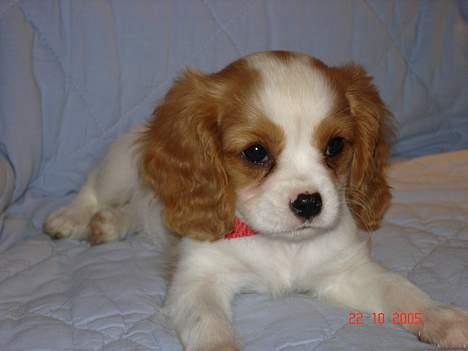Cavalier king charles spaniel Stella - Stella - vores Blenheimtæve billede 1