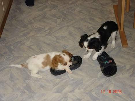 Cavalier king charles spaniel Stella - Stella har altid været en lille bandit !!! Her i gang med mors sko den dag hun kom hjem ! billede 2
