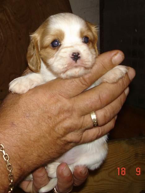 Cavalier king charles spaniel Stella - Stella hos opdrætteren den dag vi så hende første gang. billede 3