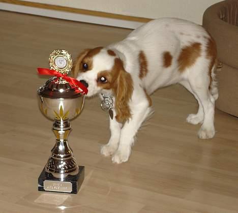 Cavalier king charles spaniel Stella - Stella med sin pokal for babyklassen ! billede 4