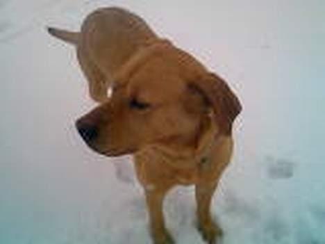 Labrador retriever trunte - Heer er smukke trunte i sneen.. Deet er bare hyggeligt =) billede 1