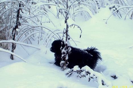 Pekingeser Borrings(Lulu)Sjuss den 4 - Hvorfor er her ikke noget fortov?? billede 8