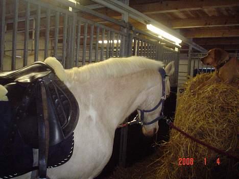 Labrador retriever trunte - Hehe!.. det her ligner jo bare zitan (en hest).. men i sien af billedet er trunte på en halm balle.. hehe  billede 2