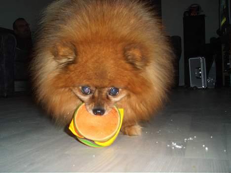 Pomeranian Rocky R.I.P. min skat - det min du!! så bare hold dig væk billede 14