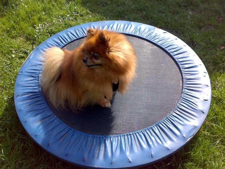 Pomeranian Rocky R.I.P. min skat - uhhh elsker MIN trampolin,, min min min billede 15