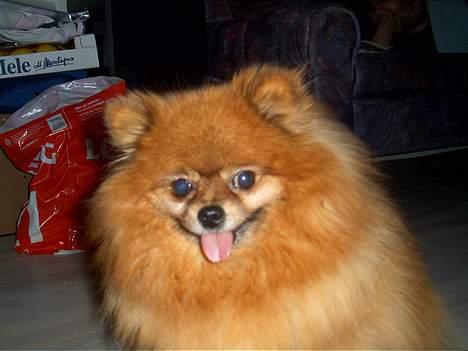 Pomeranian Rocky R.I.P. min skat - smile smile smile billede 16