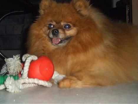 Pomeranian Rocky R.I.P. min skat - slapper af sammen med blæksprutten billede 18