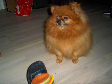 Pomeranian Rocky R.I.P. min skat - har lagt burgeren pænt på plads på mors fod billede 19