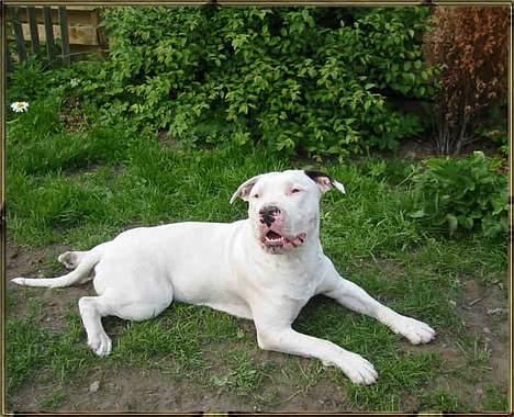 Blanding af racer Ice (Memory R.I.P.) billede 17