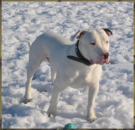 Blanding af racer Ice (Memory R.I.P.) billede 18