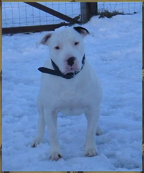 Blanding af racer Ice (Memory R.I.P.) billede 19