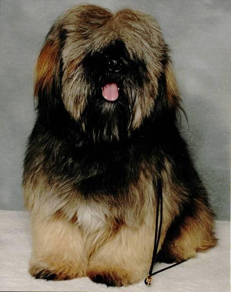 Lhasa apso Cille - Cille som model til juleudstillingen 2006 billede 1