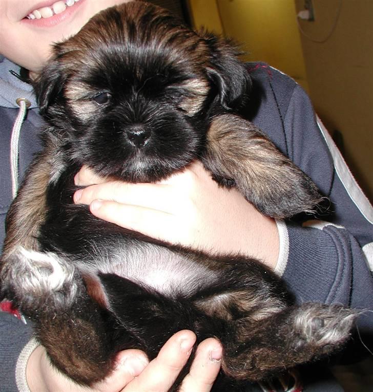 Lhasa apso Cille - Cille 6 uger billede 3