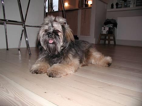 Lhasa apso Cille - Cille 1 år billede 4