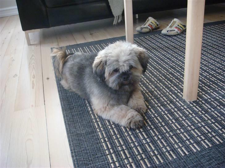 Lhasa apso Cille - Cille 2 år billede 6
